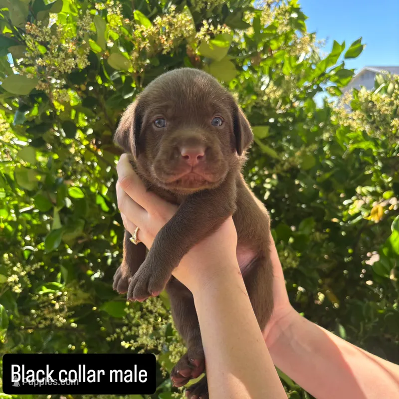 Black collar – Labrador Retriever puppy for sale in Smartsville, CA
