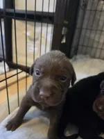 Black collar, a male Labrador Retriever for sale in Smartsville, CA – 4 of 10