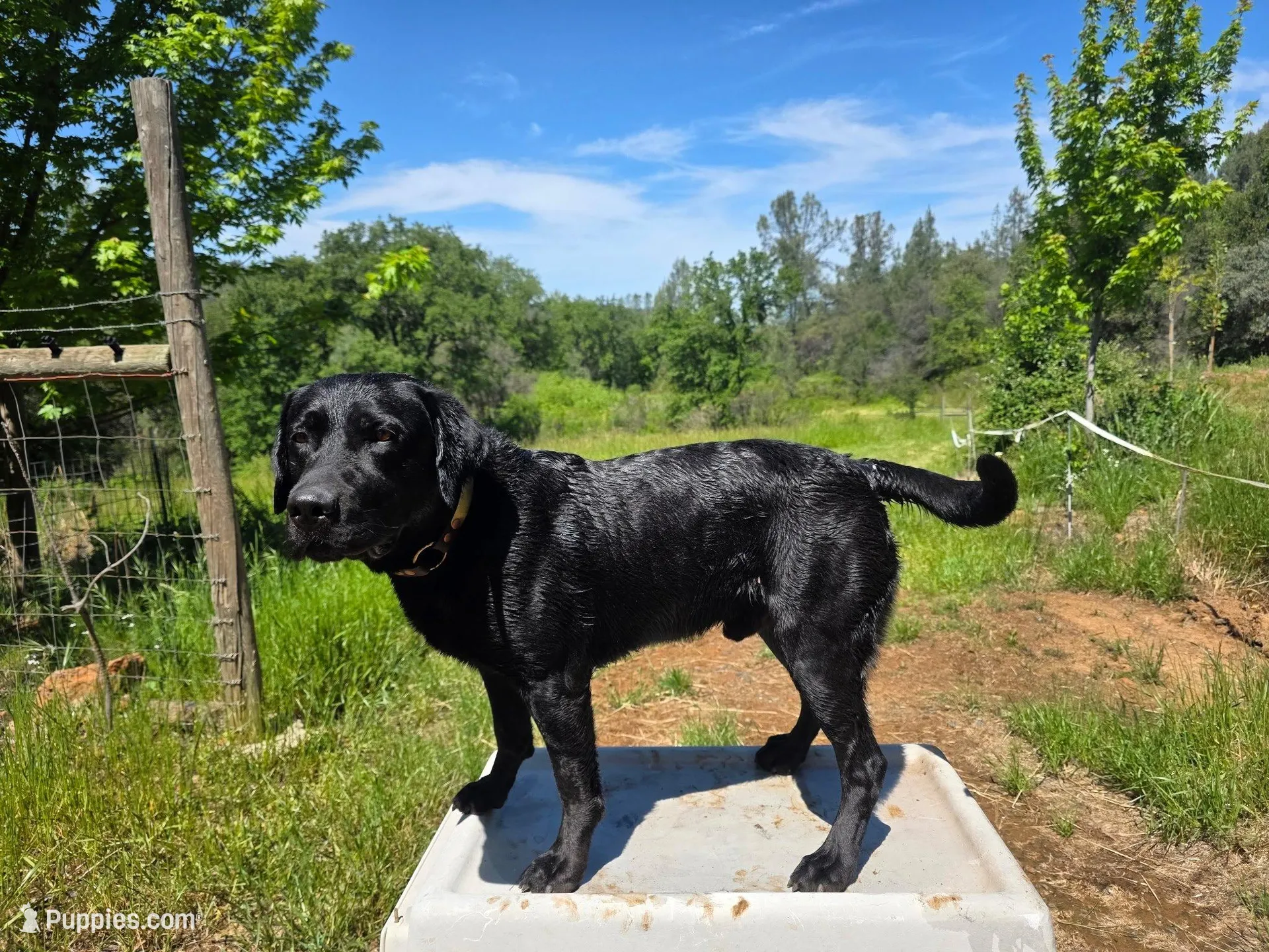 Teal collar, a female Labrador Retriever for sale in Smartsville, CA – 6 of 10