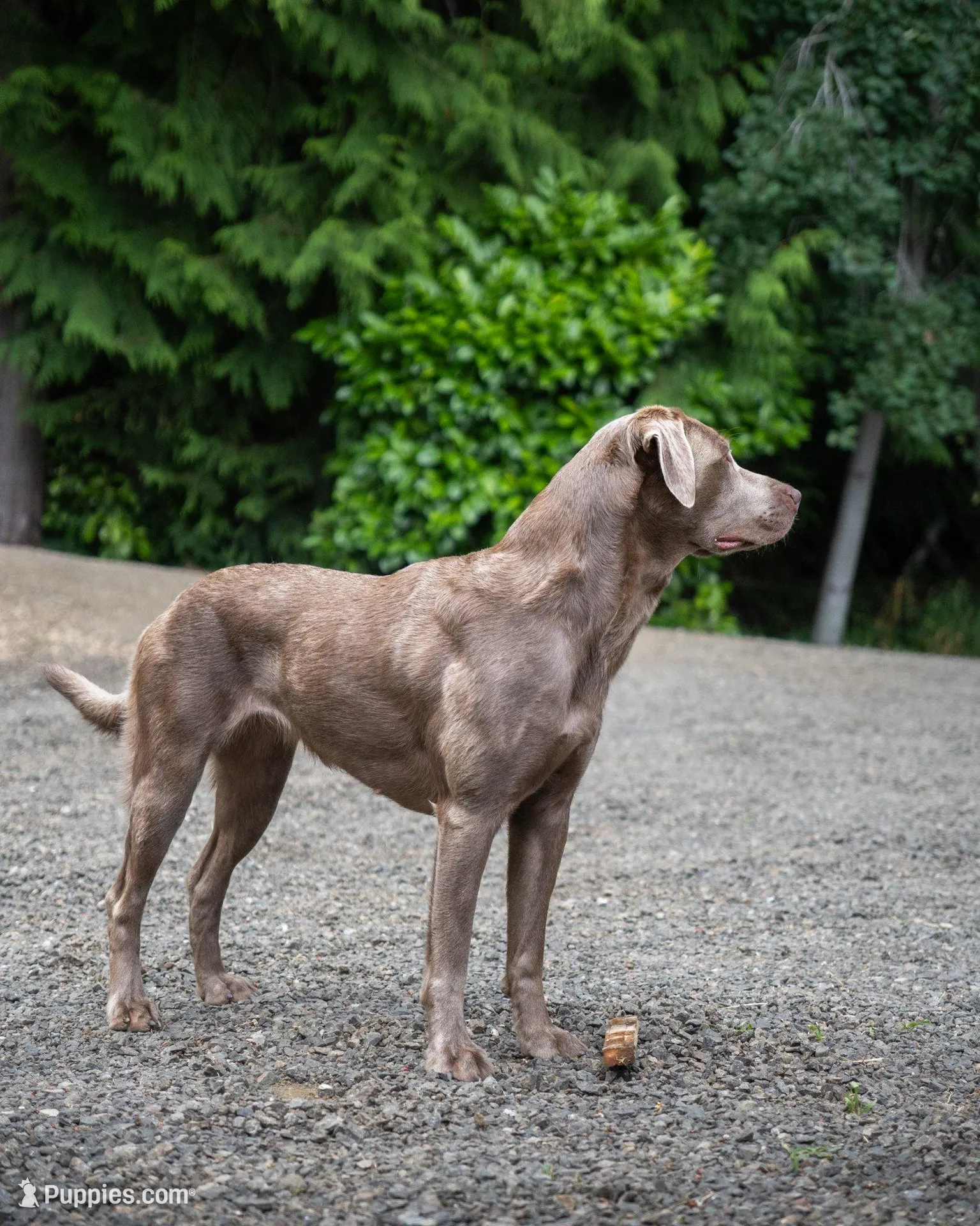 Teal collar, a female Labrador Retriever for sale in Smartsville, CA – 8 of 10