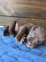 Teal collar, a female Labrador Retriever for sale in Smartsville, CA – 2 of 10