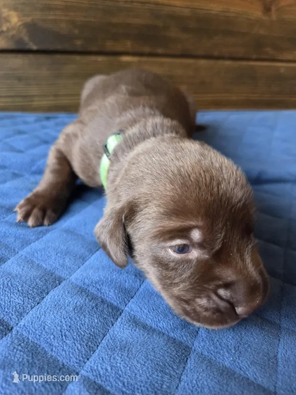 Teal collar – Labrador Retriever puppy for sale in Smartsville, CA