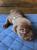 Teal collar, a female Labrador Retriever for sale in Smartsville, CA – 1 of 10