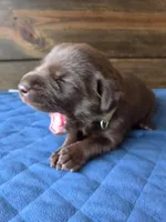 Teal collar, a female Labrador Retriever for sale in Smartsville, CA – 5 of 10