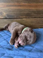 Teal collar, a female Labrador Retriever for sale in Smartsville, CA – 4 of 10