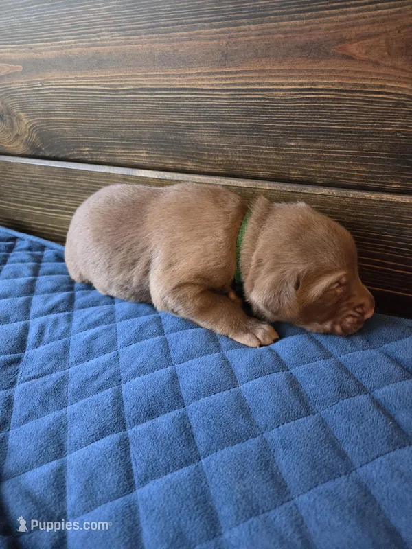 Green collar  – Labrador Retriever puppy for sale in Smartsville, CA