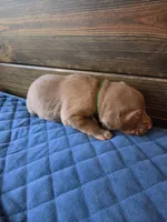 Green collar , a male Labrador Retriever for sale in Smartsville, CA – 3 of 9