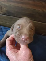 Green collar , a male Labrador Retriever for sale in Smartsville, CA – 4 of 9