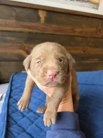 Green collar , a male Labrador Retriever for sale in Smartsville, CA – 1 of 9