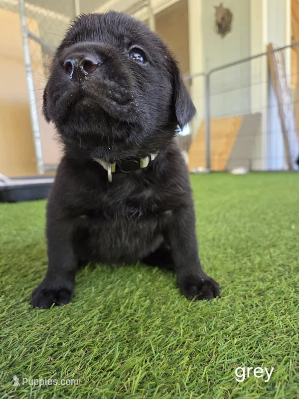 Grey collar – Labrador Retriever puppy for sale in Smartsville, CA