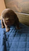 Yellow Collar, a male Labrador Retriever for sale in Smartsville, CA – 3 of 10