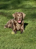 Yellow Collar, a male Labrador Retriever for sale in Smartsville, CA – 4 of 10