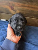 Red Collar, a male Labrador Retriever for sale in Smartsville, CA – 1 of 8