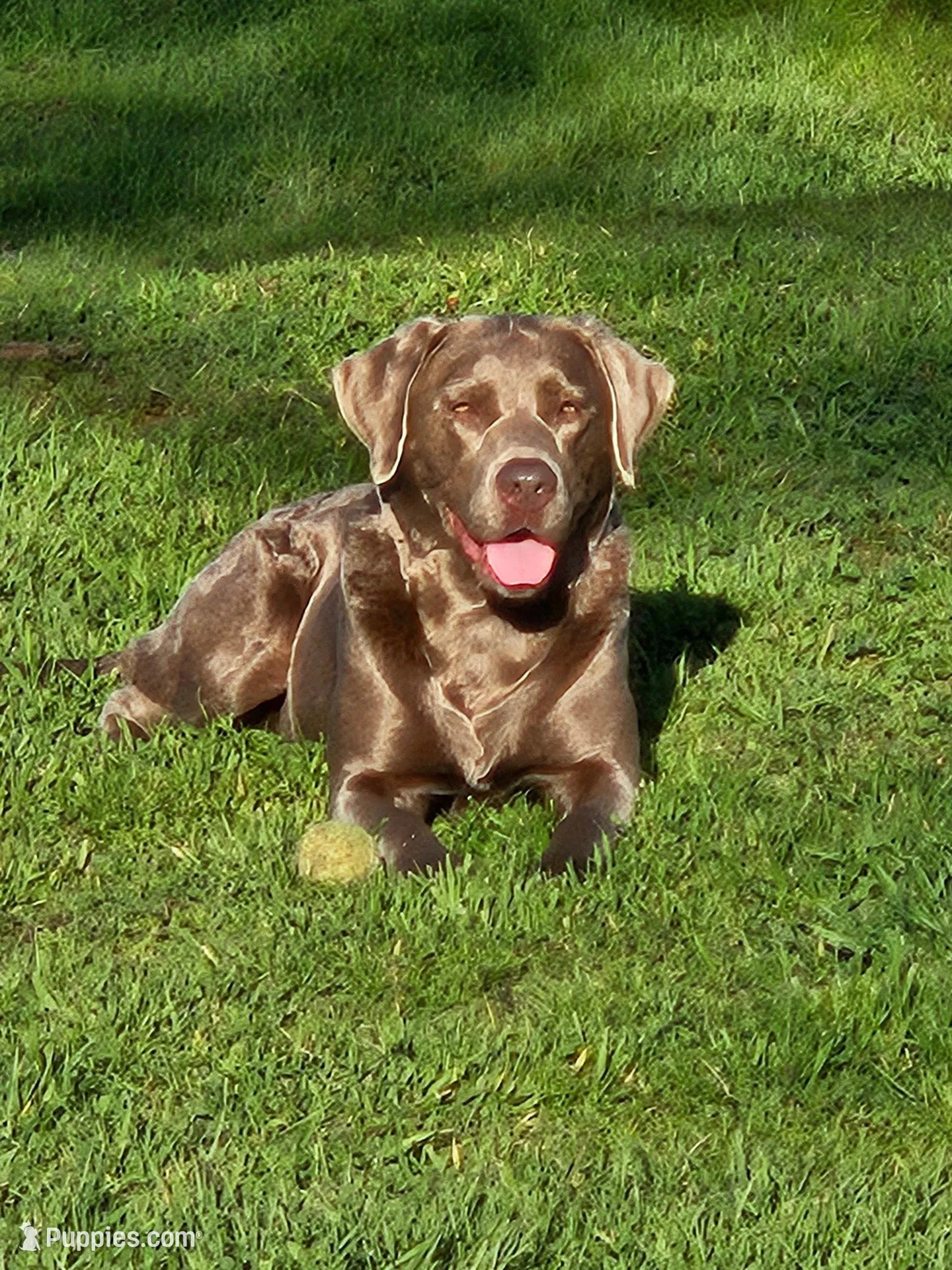 Lime Green Collar, a male Labrador Retriever for sale in Smartsville, CA – Photo 5 of 10