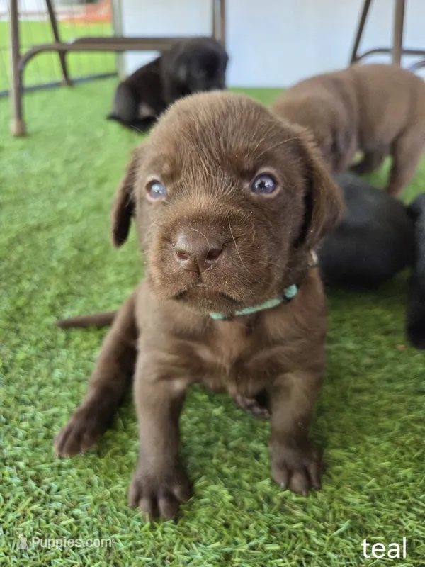 Teal collar – Labrador Retriever puppy for sale in Smartsville, CA