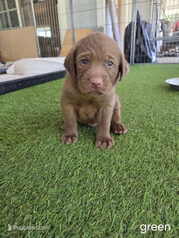 Green collar  – Labrador Retriever puppy for sale in Smartsville, CA