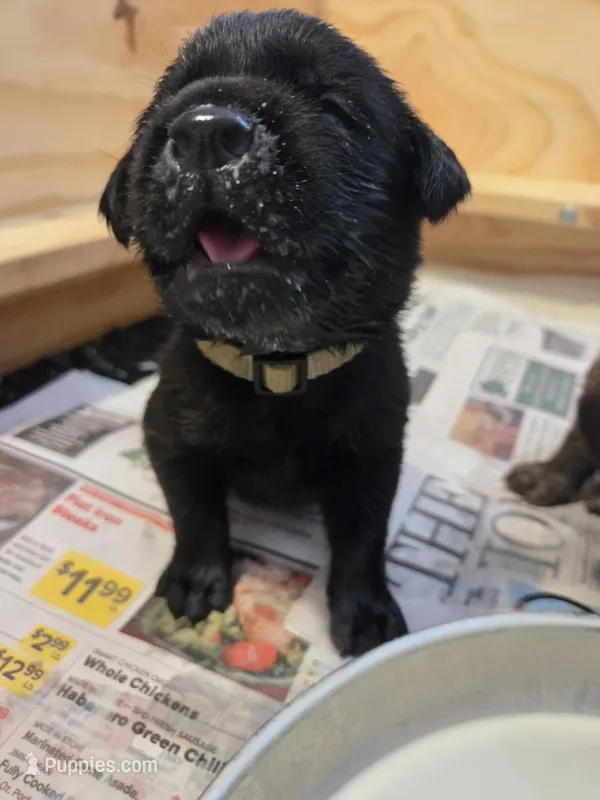 Grey collar – Labrador Retriever puppy for sale in Smartsville, CA