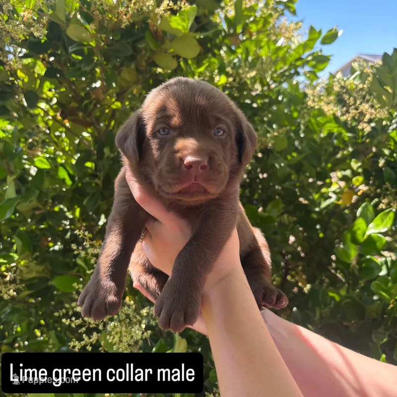 Lime Green Collar – Labrador Retriever puppy for sale in Smartsville, CA