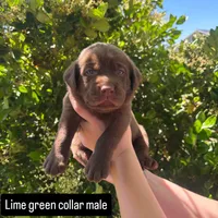 Lime Green Collar, a male Labrador Retriever for sale in Smartsville, CA – 1 of 10