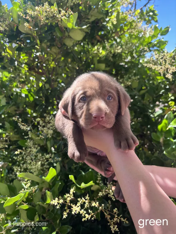 Green collar  – Labrador Retriever puppy for sale in Smartsville, CA