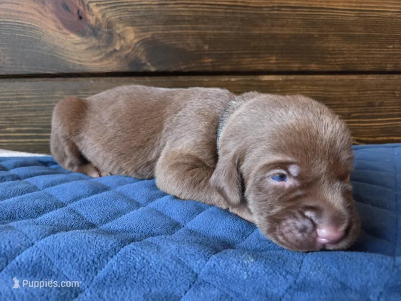 Black collar – Labrador Retriever puppy for sale in Smartsville, CA