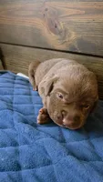 Black collar, a male Labrador Retriever for sale in Smartsville, CA – 2 of 10