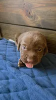 Black collar, a male Labrador Retriever for sale in Smartsville, CA – 3 of 10