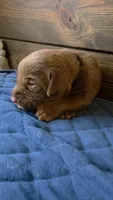 Black collar, a male Labrador Retriever for sale in Smartsville, CA – 4 of 10