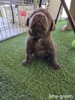 Lime Green Collar, a male Labrador Retriever for sale in Smartsville, CA – 3 of 10