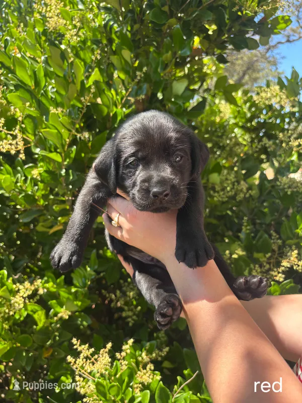 Red Collar – Labrador Retriever puppy for sale in Smartsville, CA