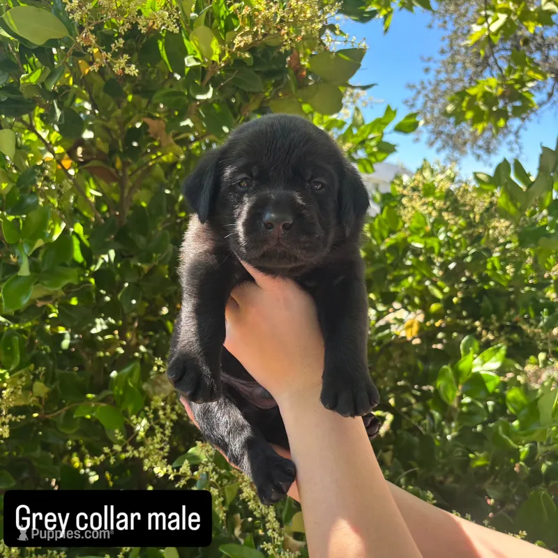 Grey collar – Labrador Retriever puppy for sale in Smartsville, CA