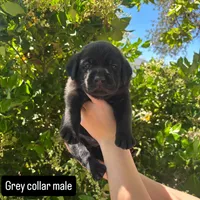 Grey collar, a male Labrador Retriever for sale in Smartsville, CA – 1 of 10