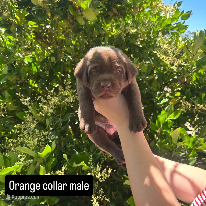 Orange Collar – Labrador Retriever puppy for sale in Smartsville, CA