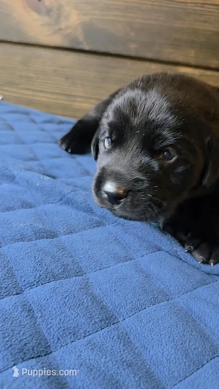 Pink collar – Labrador Retriever puppy for sale in Smartsville, CA