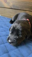 Pink collar, a female Labrador Retriever for sale in Smartsville, CA – 2 of 9