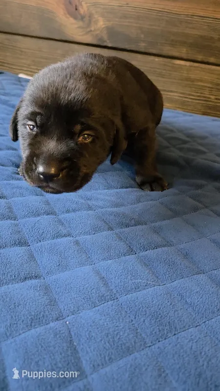 Blue Collar – Labrador Retriever puppy for sale in Smartsville, CA