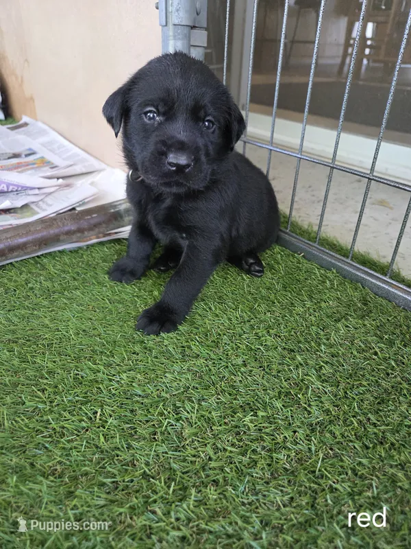 Red Collar – Labrador Retriever puppy on hold in Smartsville, CA