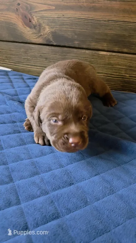 Lime Green Collar – Labrador Retriever puppy for sale in Smartsville, CA