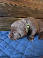 Lime Green Collar, a male Labrador Retriever for sale in Smartsville, CA – Photo 2 of 10