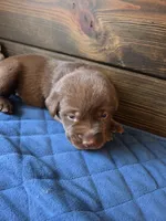 Yellow Collar, a male Labrador Retriever for sale in Smartsville, CA – 2 of 10