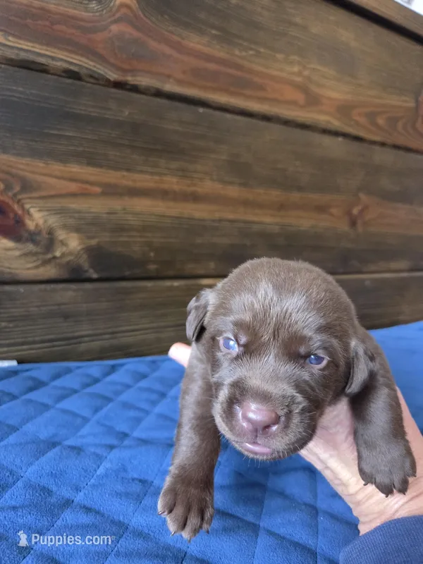 Lime Green Collar – Labrador Retriever puppy for sale in Smartsville, CA