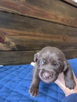 Lime Green Collar, a male Labrador Retriever for sale in Smartsville, CA – 4 of 10