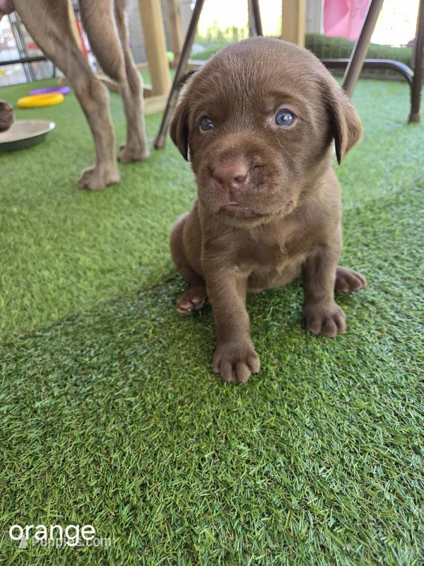 Orange Collar – Labrador Retriever puppy for sale in Smartsville, CA
