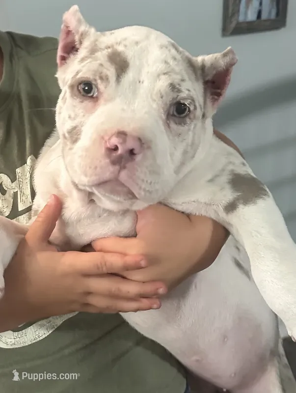 Kova  – American Bully puppy for sale in Lowellville, OH