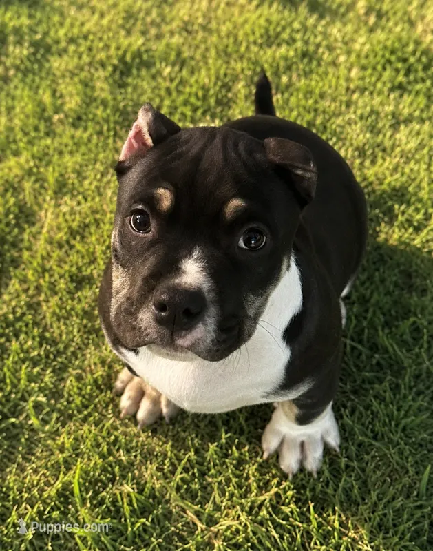 Turbo  – American Bully puppy for sale in Lowellville, OH