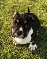 Turbo , a male American Bully for sale in Lowellville, OH – 3 of 9