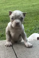 Diesel , a male American Bully for sale in Lowellville, OH – 5 of 8