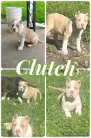 Clutch , a male American Bully for sale in Lowellville, OH – 1 of 8
