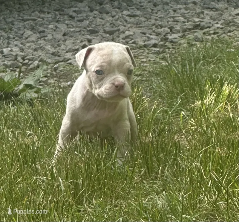Diesel  – American Bully puppy for sale in Lowellville, OH