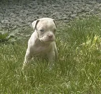 Diesel , a male American Bully for sale in Lowellville, OH – 1 of 3